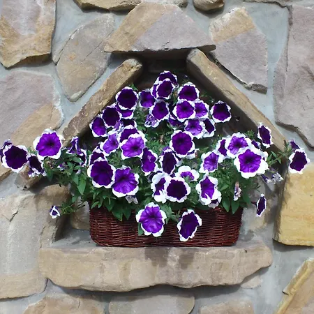 Homestay szállás Goscinne Pod Giewontem *