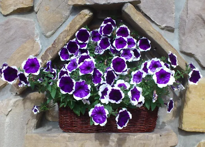 בית אירוח Goscinne Pod Giewontem *